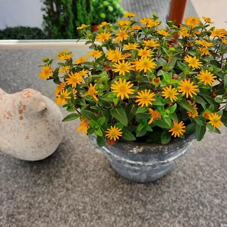 Kleines Bodensee Nyaraló *